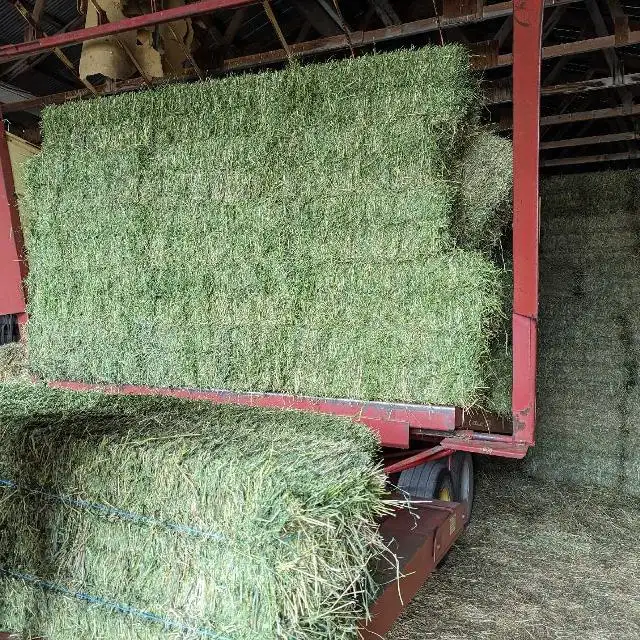 Alfalfa Hay Bales (Squares $10)