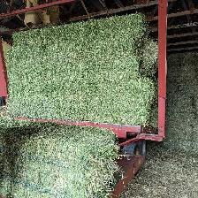 Alfalfa Hay Bales (Squares $10)