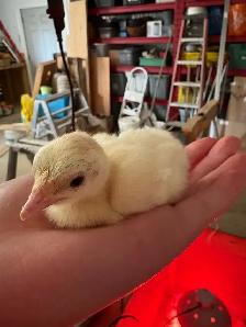 Turkey Chicks