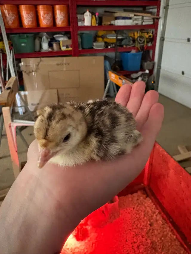 Turkey Chicks - Photo 2