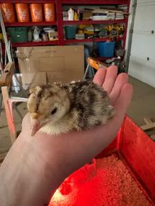 Turkey Chicks - Photo 2