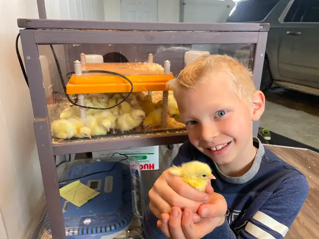 Cornish Giant Chicks