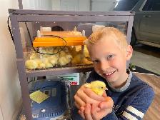 Cornish Giant Chicks