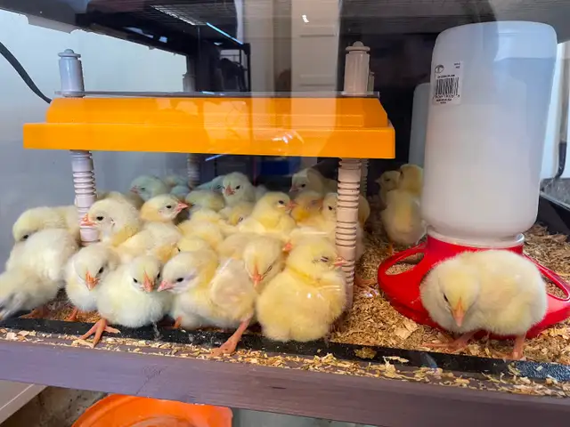 Cornish Giant Chicks - Photo 2