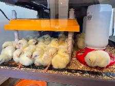 Cornish Giant Chicks - Photo 2