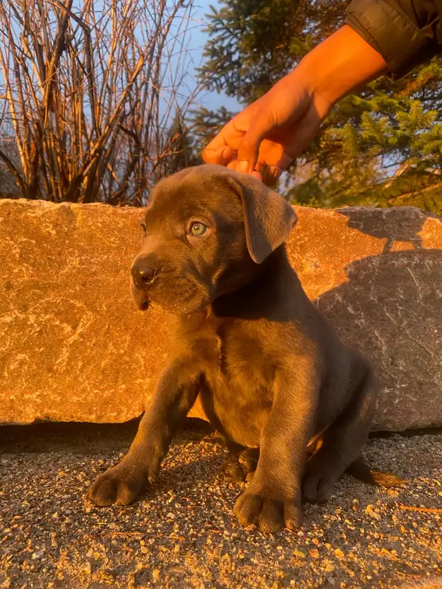 Purebred Cane Corso Puppy