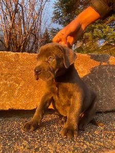 Purebred Cane Corso Puppy
