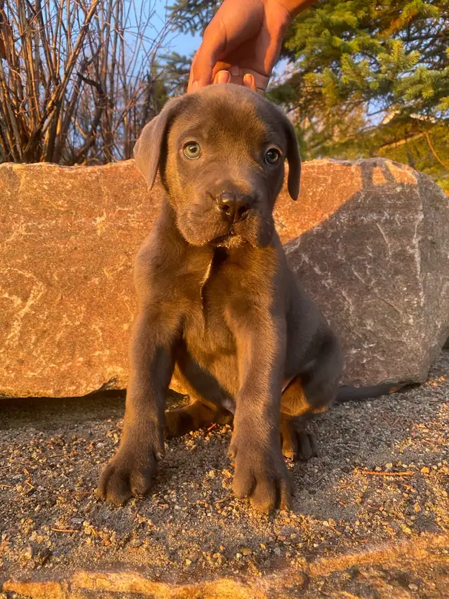 Purebred Cane Corso Puppy - Photo 2