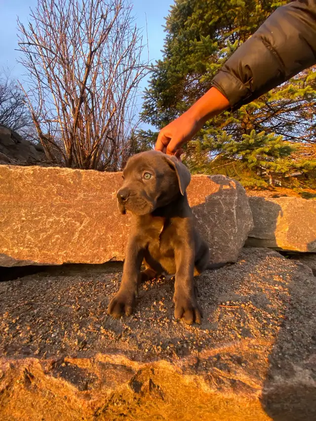 Purebred Cane Corso Puppy - Photo 3