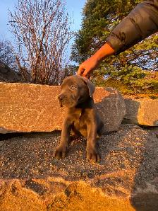 Purebred Cane Corso Puppy - Photo 3