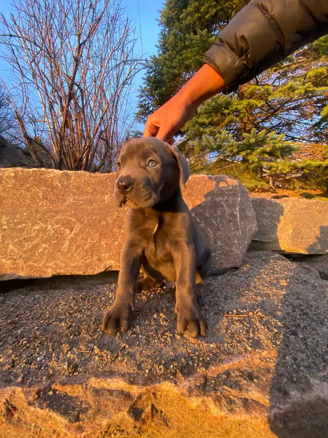 Purebred Cane Corso Puppy - Photo 4