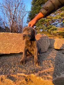 Purebred Cane Corso Puppy - Photo 4