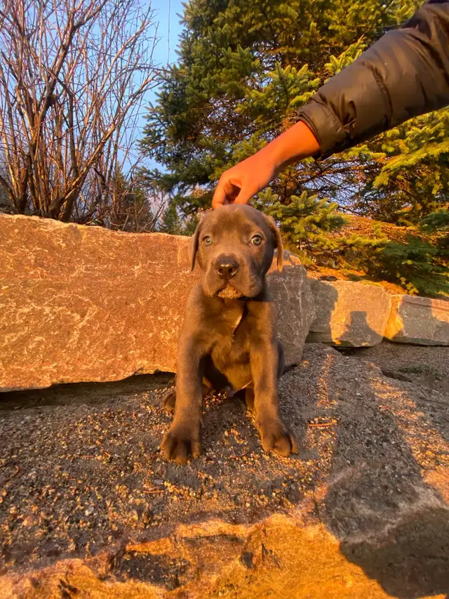 Purebred Cane Corso Puppy - Photo 5
