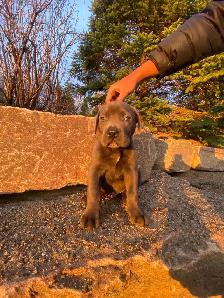 Purebred Cane Corso Puppy - Photo 5