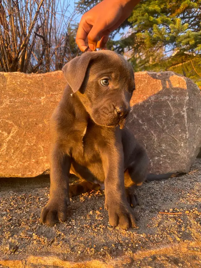 Purebred Cane Corso Puppy - Photo 6