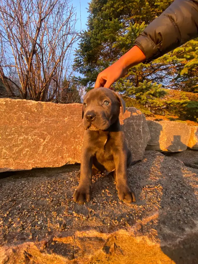 Purebred Cane Corso Puppy - Photo 7