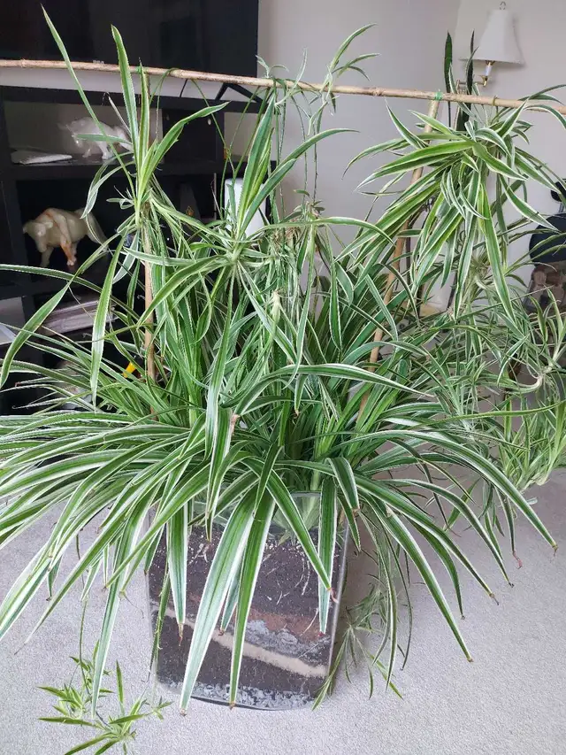 Snake Plant in Decorative Vase - Photo 4