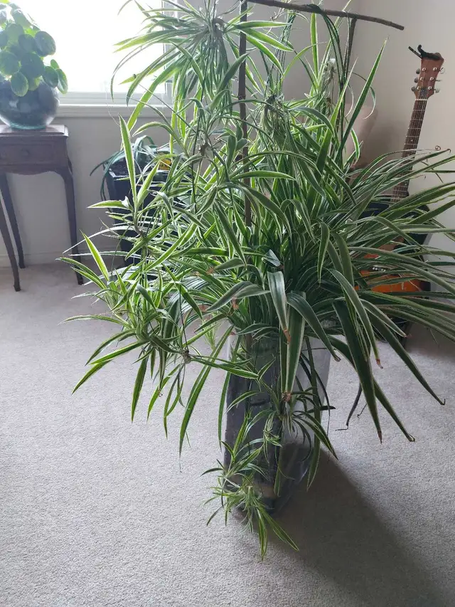 Snake Plant in Decorative Vase - Photo 6