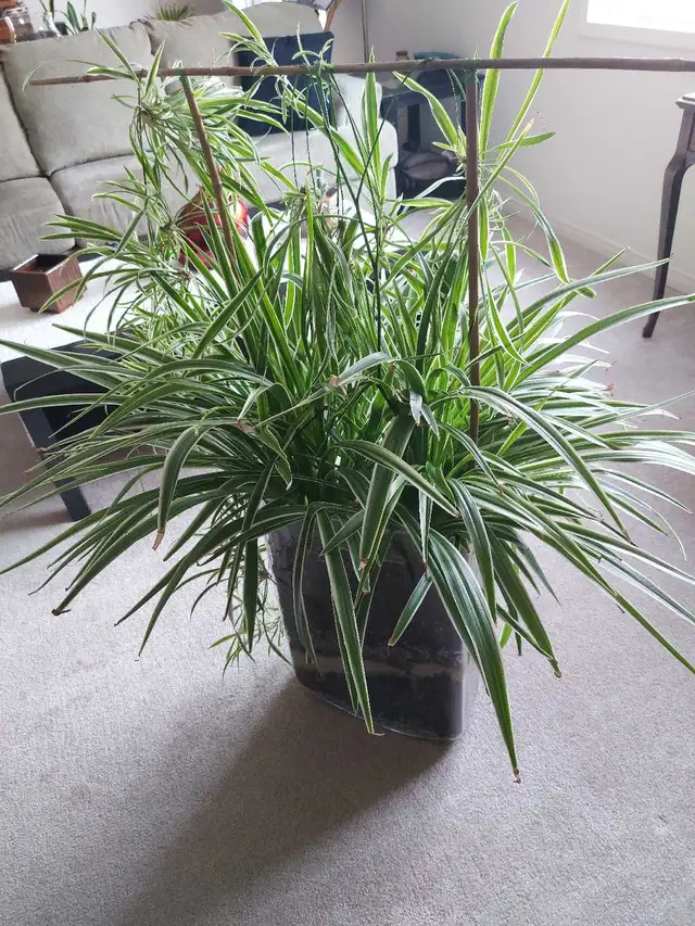 Snake Plant in Decorative Vase - Photo 7