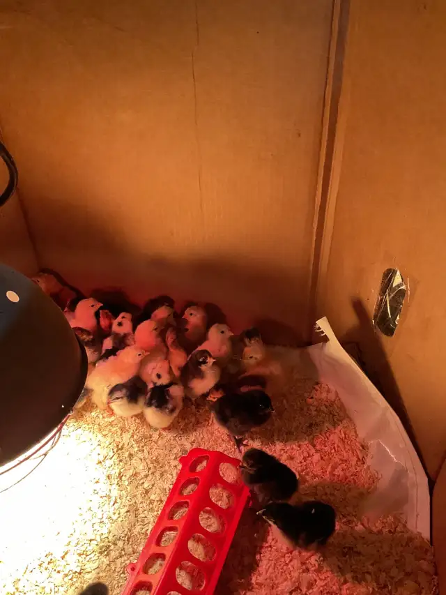 chicks for sale