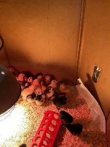 chicks for sale