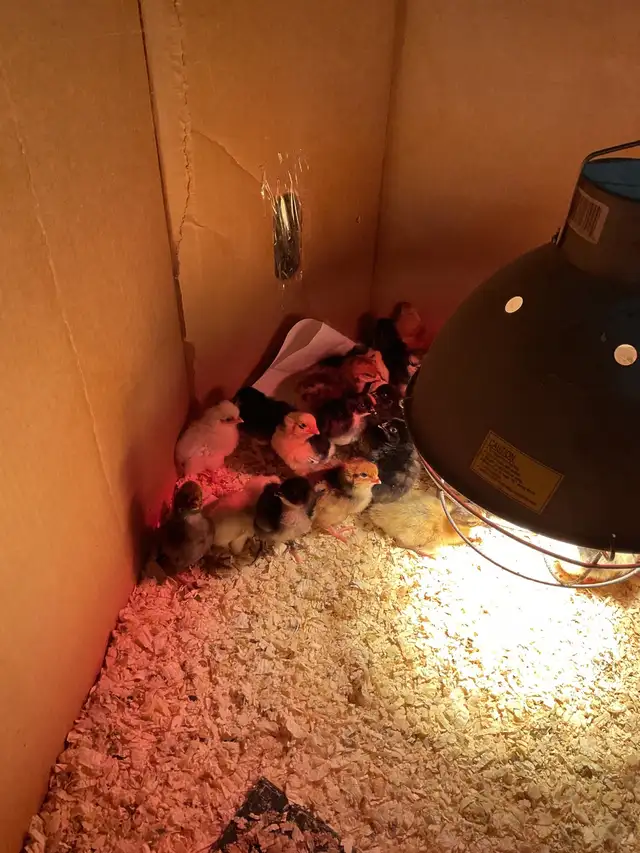 chicks for sale - Photo 2