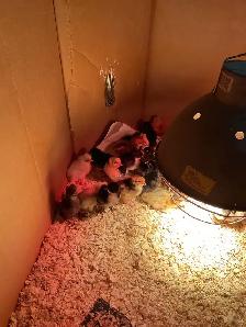 chicks for sale - Photo 2