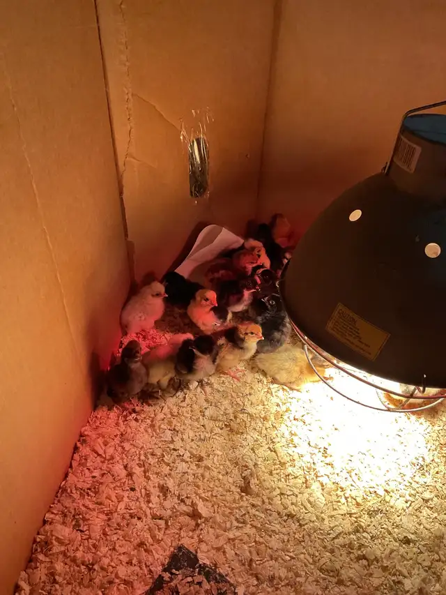 chicks for sale - Photo 3