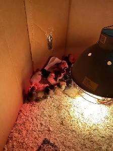 chicks for sale - Photo 3