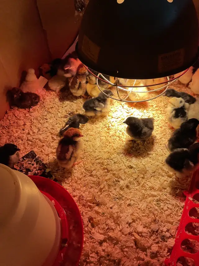 chicks for sale - Photo 4
