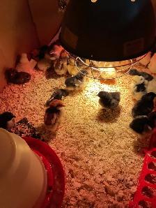 chicks for sale - Photo 4