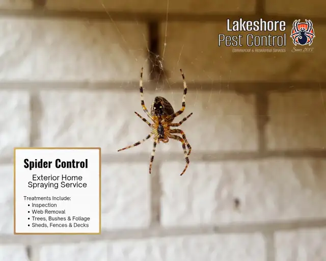 Stop Spiders & Bugs Now – Seasonal Deals