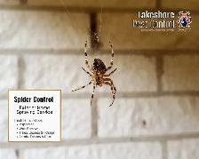 Stop Spiders & Bugs Now – Seasonal Deals