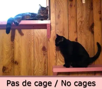 Pension pour Chat et Visites à Domicile pour chat
