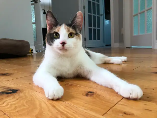 Pension pour Chat et Visites à Domicile pour chat - Photo 2