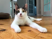 Pension pour Chat et Visites à Domicile pour chat - Photo 2