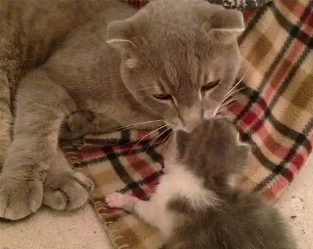 Pension pour Chat et Visites à Domicile pour chat - Photo 5