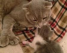 Pension pour Chat et Visites à Domicile pour chat - Photo 5