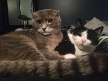 Pension pour Chat et Visites à Domicile pour chat - Photo 7