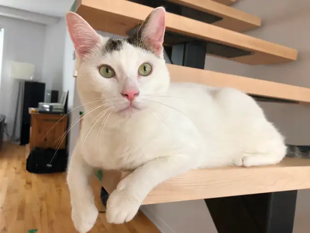 Pension pour Chat et Visites à Domicile pour chat - Photo 8