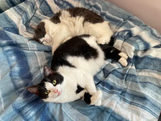 Pension pour Chat et Visites à Domicile pour chat - Photo 9