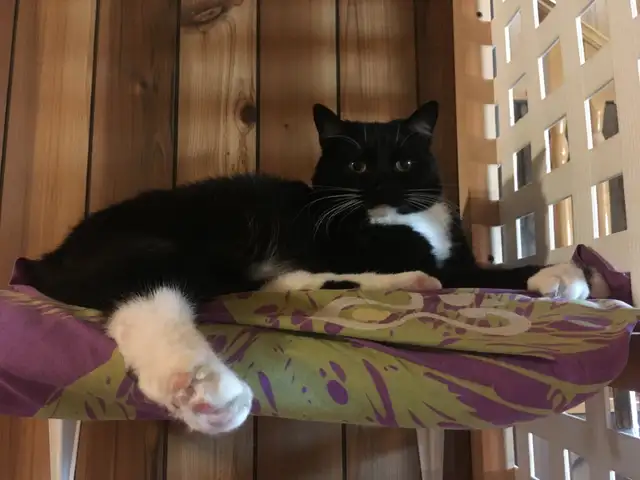 Pension pour Chat et Visites à Domicile pour chat - Photo 10