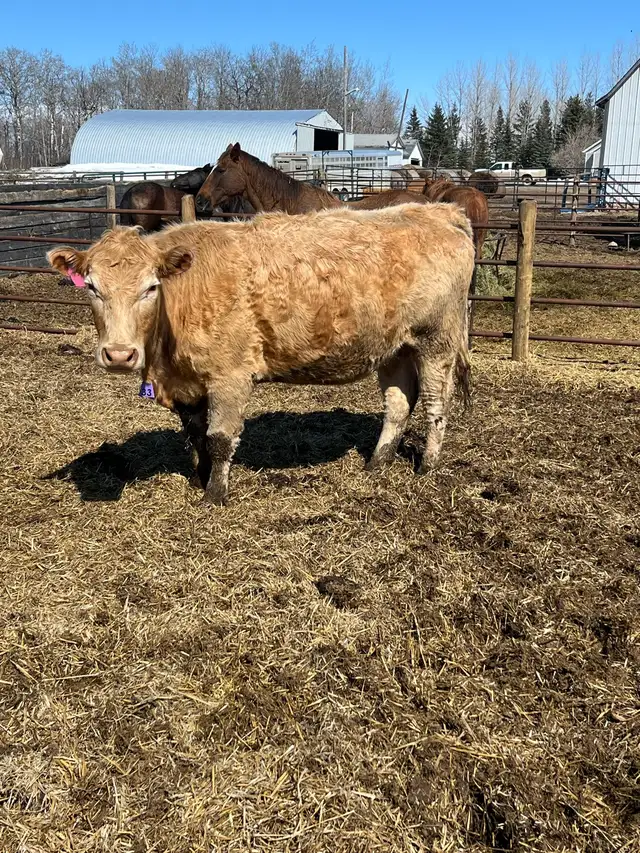 bred cows