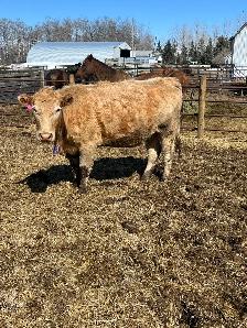 bred cows