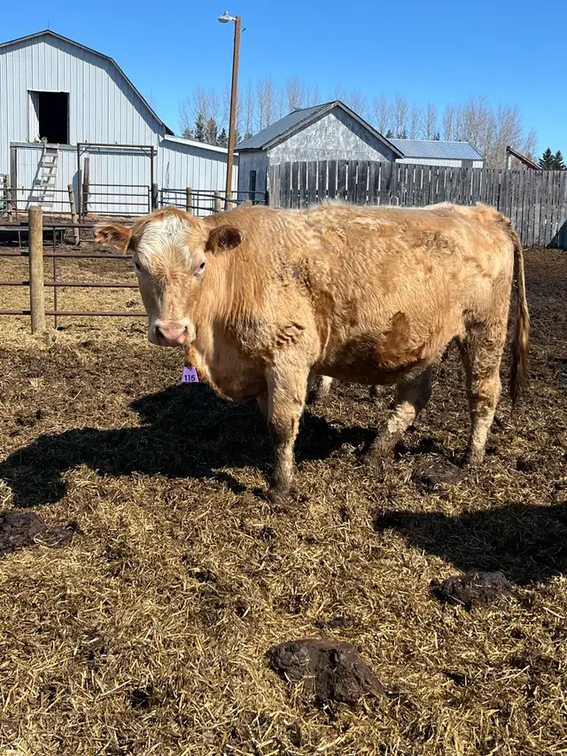 bred cows - Photo 2