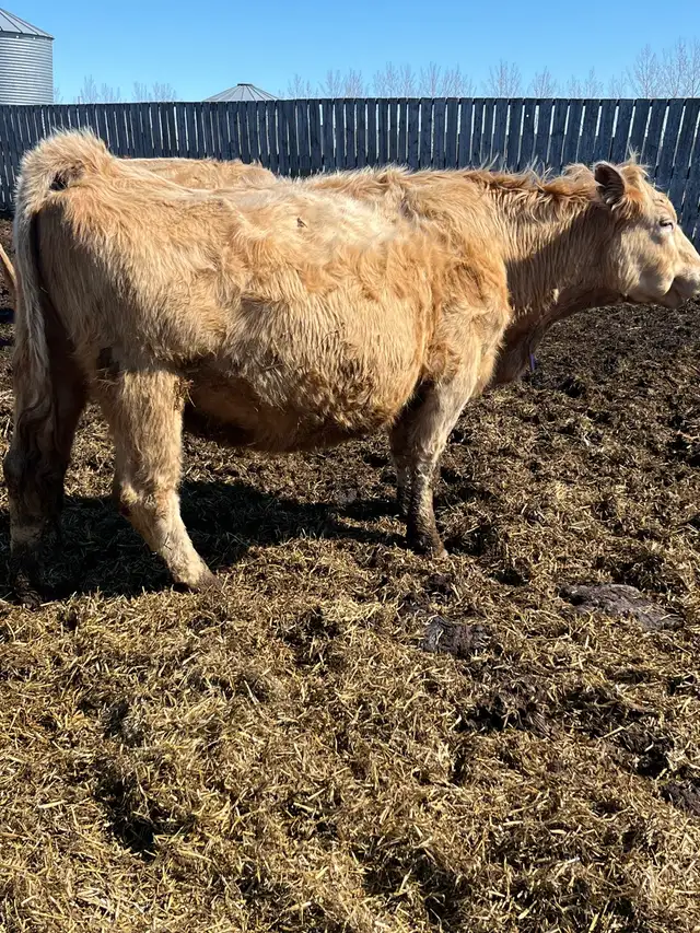bred cows - Photo 3