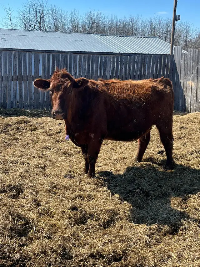bred cows - Photo 4