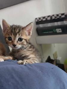 Chatons Bengals Mix à vendre !