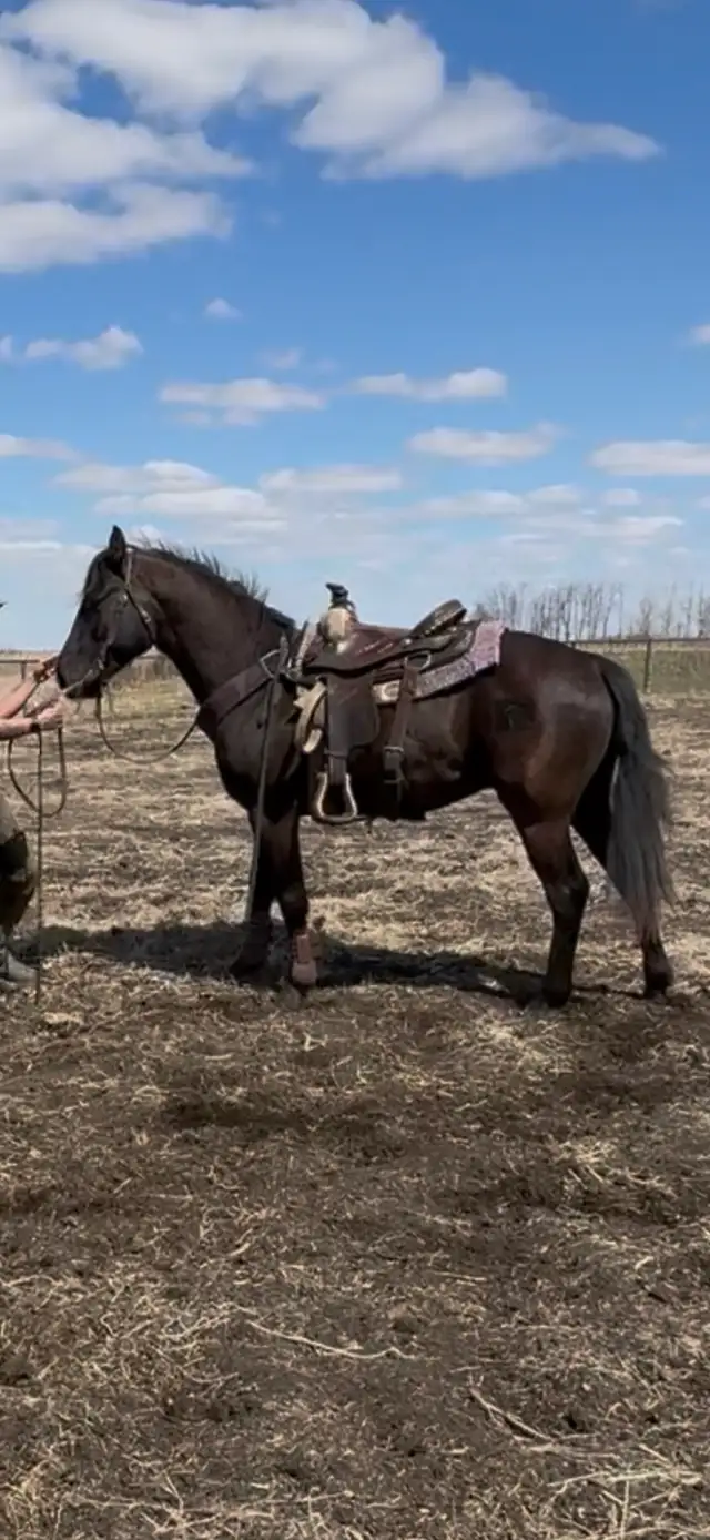 3 year old Colt