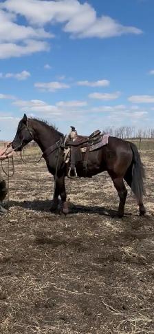 3 year old Colt